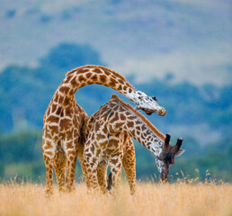 Two giraffes (Giraffa camelopardalis tippelskirchi) are fighting each other in the savannah. Kenya. Tanzania. Eastern Africa.