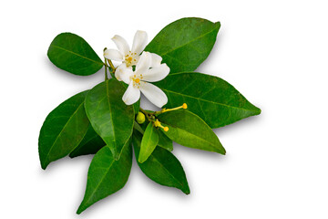View of orange jasmine with green leaves isolated on white background with clipping path.
