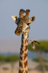 Portrait of a giraffe (Giraffa camelopardalis tippelskirchi) with bird. Kenya. Tanzania. East Africa.