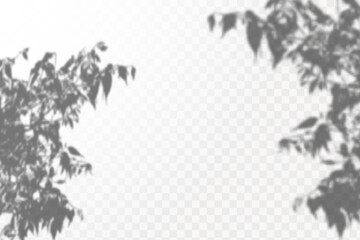 Realistic shadow tropical leaves and branches on transparent checkered background. The effect of overlaying shadows. Natural light layout.