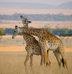 Two giraffes (Giraffa camelopardalis tippelskirchi) are fighting each other in the savannah. Kenya. Tanzania. Eastern Africa.