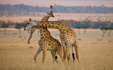 Two giraffes (Giraffa camelopardalis tippelskirchi) are fighting each other in the savannah. Kenya....