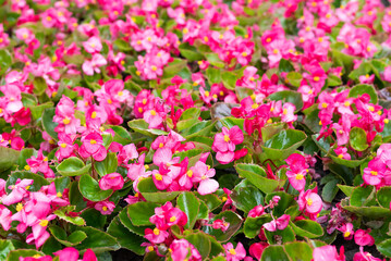 Blurred image of pink flowers in a flower bed on a sunny day. Blooming begonia.