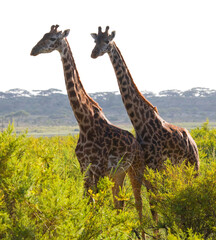 Two giraffes (Giraffa camelopardalis tippelskirchi) in savanna. Kenya. Tanzania. East Africa.