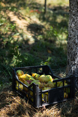 Pear fruits in plastic crate under the tree