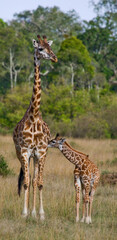 Female giraffe (Giraffa camelopardalis tippelskirchi) with a baby in the savannah. Kenya. Tanzania. East Africa.