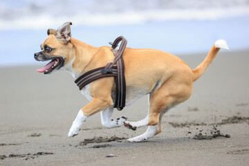 海で遊ぶ犬