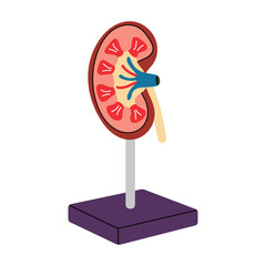 Anatomy of a human kidney on a stand in a simple flat line style. Cartoon vector model of internal organ, illustration on medicine, biology, physiology. Health, urinary system, isolated, health, body.