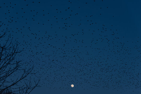 Chmara ptaków w księżycową noc - pełnia