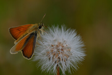 Skipper butterfly sitting on dandelion head. Natural bokeh background.  