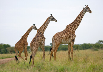 Naklejka na ściany i meble Group of giraffes (Giraffa camelopardalis tippelskirchi) in the savanna. Kenya. Tanzania. East Africa.