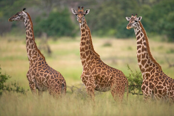 Group of giraffes (Giraffa camelopardalis tippelskirchi) in the savanna. Kenya. Tanzania. East...