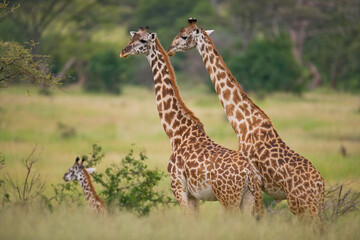 Obraz na płótnie Canvas Group of giraffes (Giraffa camelopardalis tippelskirchi) in the savanna. Kenya. Tanzania. East Africa.