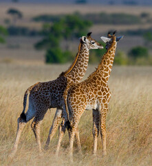 Two baby giraffes (Giraffa camelopardalis tippelskirchi) in savanna. Kenya. Tanzania. East Africa.