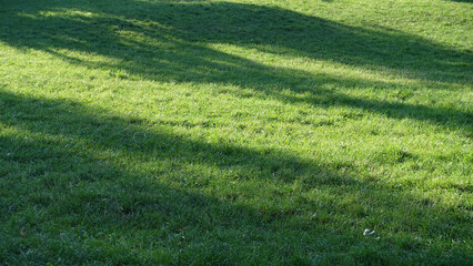 Green grass field or playground
