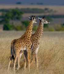 Two baby giraffes (Giraffa camelopardalis tippelskirchi) in savanna. Kenya. Tanzania. East Africa.