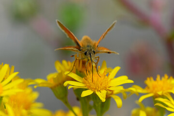 Skipper butterfly sipping nectar from a yellow flower.  Natural bokeh background.