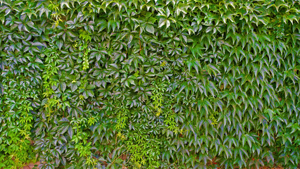 Texture of grass or green hedge juniper bush. Background eco panel ivy