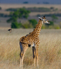 Baby giraffe (Giraffa camelopardalis tippelskirchi) in savannah. Kenya. Tanzania. East Africa.