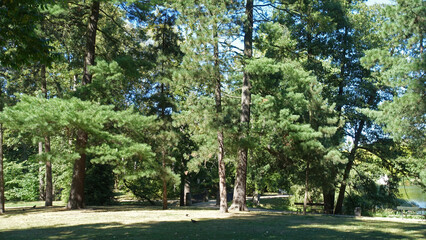 Forest landscape with trees