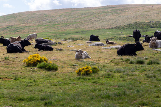 Reba&ntilde;o de vacas rumiando acostadas, en la Sierra madrile&ntilde;a de Guadarrama. Espa&ntilde;a.