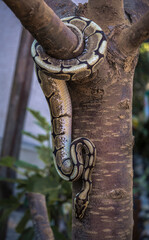 Young ball python snakes around a tree