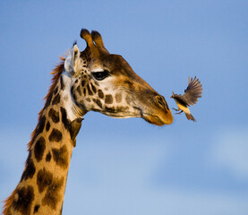 Portrait of a giraffe (Giraffa camelopardalis tippelskirchi)  with a oxpeckers. Kenya. Tanzania....