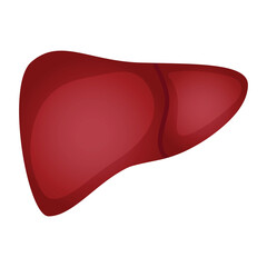 Liver anatomy structure human organ illustration.