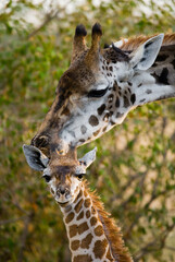 Female giraffe (Giraffa camelopardalis tippelskirchi) with a baby in the savannah. Kenya. Tanzania. East Africa.