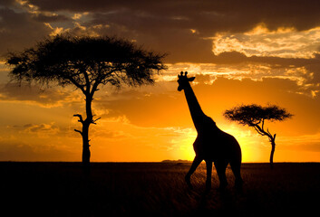Fototapeta na wymiar Giraffe (Giraffa camelopardalis tippelskirchi) on the background of a beautiful sunset. Kenya. Tanzania. East Africa.