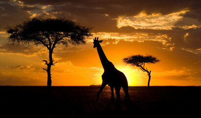Giraffe (Giraffa camelopardalis tippelskirchi) on the background of a beautiful sunset. Kenya. Tanzania. East Africa.