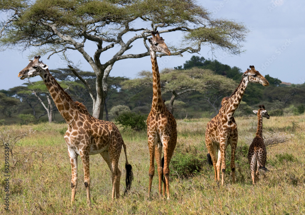 Wall mural group of giraffes (giraffa camelopardalis tippelskirchi) in the savanna. kenya. tanzania. east afric