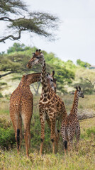 Group of giraffes (Giraffa camelopardalis tippelskirchi) in the savanna. Kenya. Tanzania. East Africa.