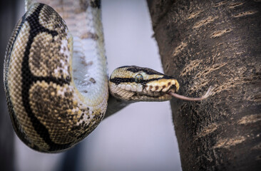 Young ball python snakes around a tree