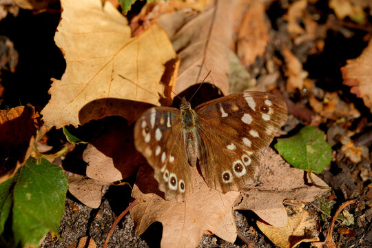 Speckled Wood butterfly sitting with open wings on a dry autumn leaf.