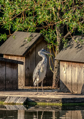 A heron basks at a nesting site