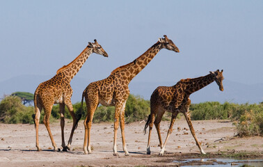 Naklejka na ściany i meble Group of giraffes (Giraffa camelopardalis tippelskirchi) are standing at a watering hole. Kenya. Tanzania. East Africa.