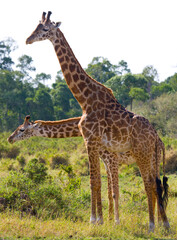 Naklejka na ściany i meble Two giraffes (Giraffa camelopardalis tippelskirchi) in savanna. Kenya. Tanzania. East Africa.