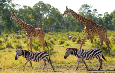 Two giraffes (Giraffa camelopardalis tippelskirchi) in savannah with zebras. Kenya. Tanzania. East Africa.