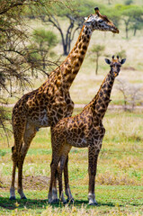 Two giraffes (Giraffa camelopardalis tippelskirchi) in savanna. Kenya. Tanzania. East Africa.