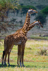 Two giraffes (Giraffa camelopardalis tippelskirchi) in savanna. Kenya. Tanzania. East Africa.
