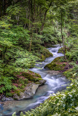 winding river in thick forest in Japan