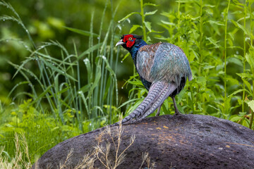 Japanese Green Pheasant Bird called Kiji