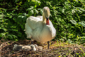 Swan with its chicks on the nest