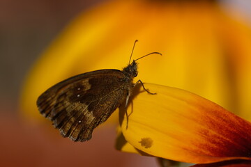Brown butterfly on a yellow flower.  Gatekeeper and Rudbeckia flower. Selective focus. 