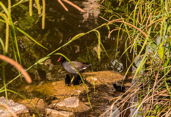 Common moorhen with her chicks on the lake shore