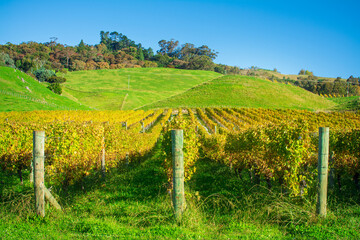 Fototapeta premium Rows of grapevines with leaves turning yellow. Autumn in Hawke's Bay vineyard, New Zealand
