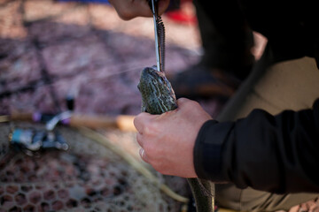 Sport fishing tournament on the lake, the fisherman takes out the fish hook from the mouth of the...