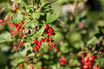Redcurrant berries in the sunlight, fresh and healthy vitamins from the backyard.