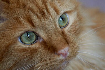 Closeup of an orange tabby cat face - Powered by Adobe